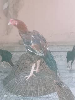 7 months Ka aseel phtha