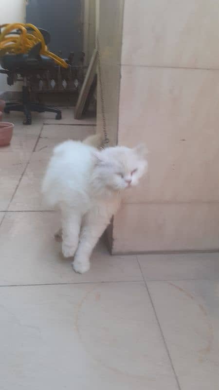pure persian cat 0