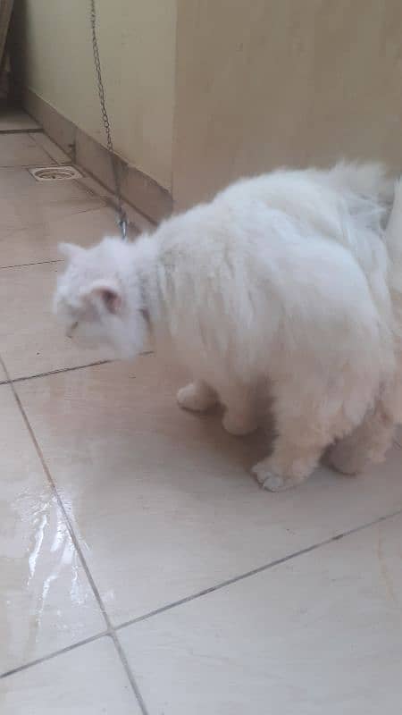 pure persian cat 2