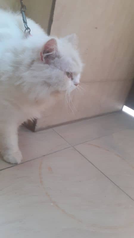 pure persian cat 3