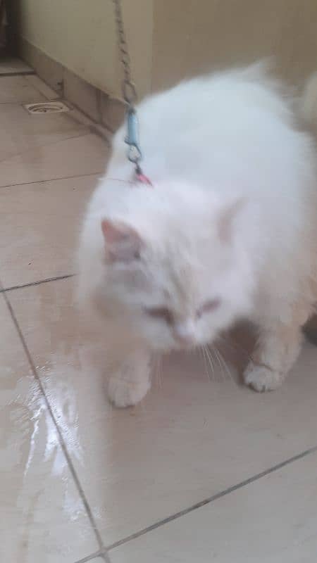 pure persian cat 4