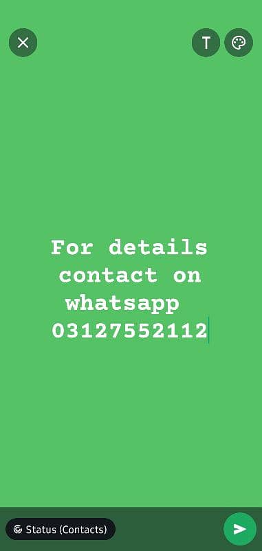 British Labra | Labrador For Sale 7