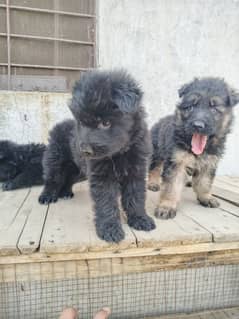 German shepherd