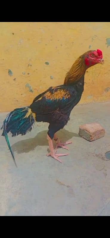 pair lakha r kala java 1