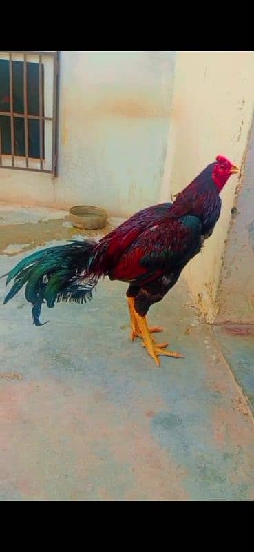 pair lakha r kala java 2