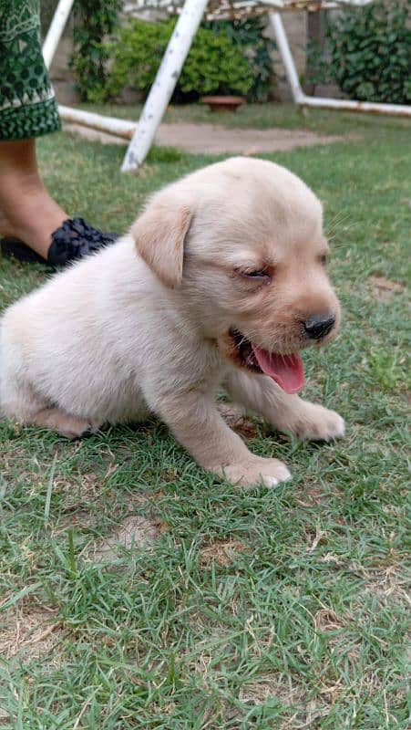 labrador puppy for sale 0