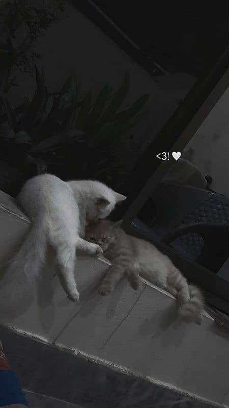 Dubel coated cats 0