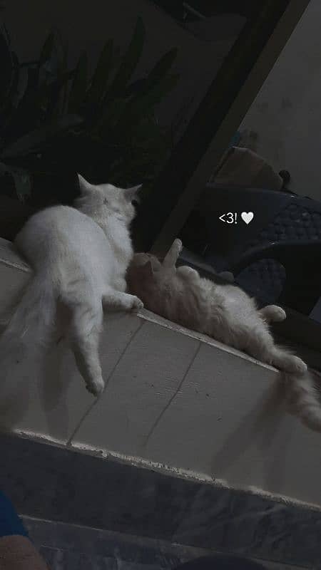 Dubel coated cats 1
