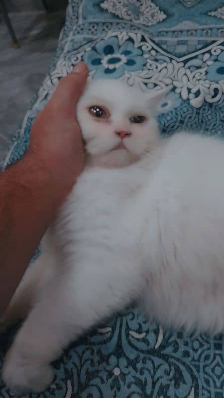 Dubel coated cats 2