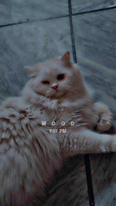 Dubel coated cats 4