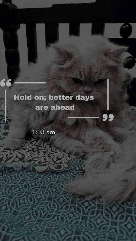 Dubel coated cats 5