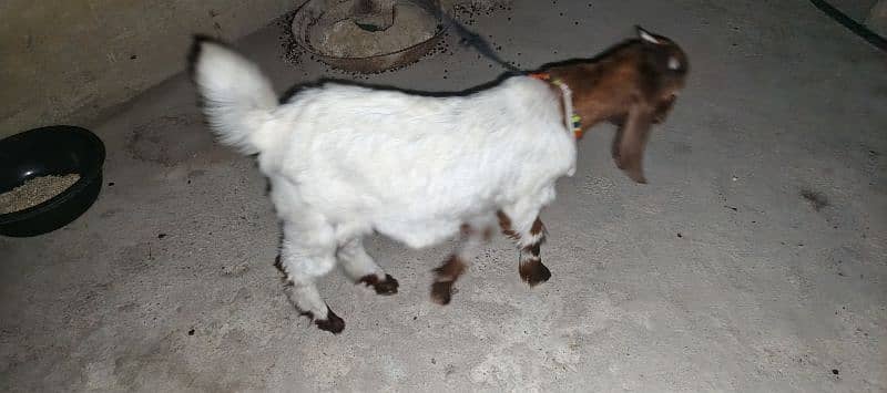 The Two special goats 1