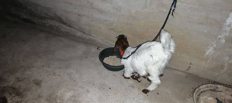 The Two special goats 3