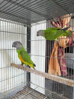 Senegal,
