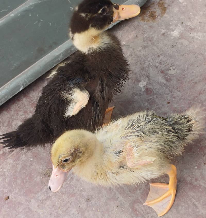 2 month old pair duck 0