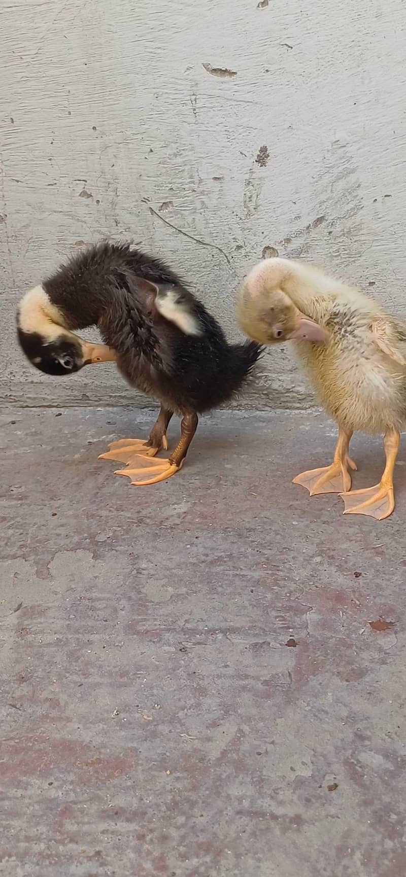 2 month old pair duck 1