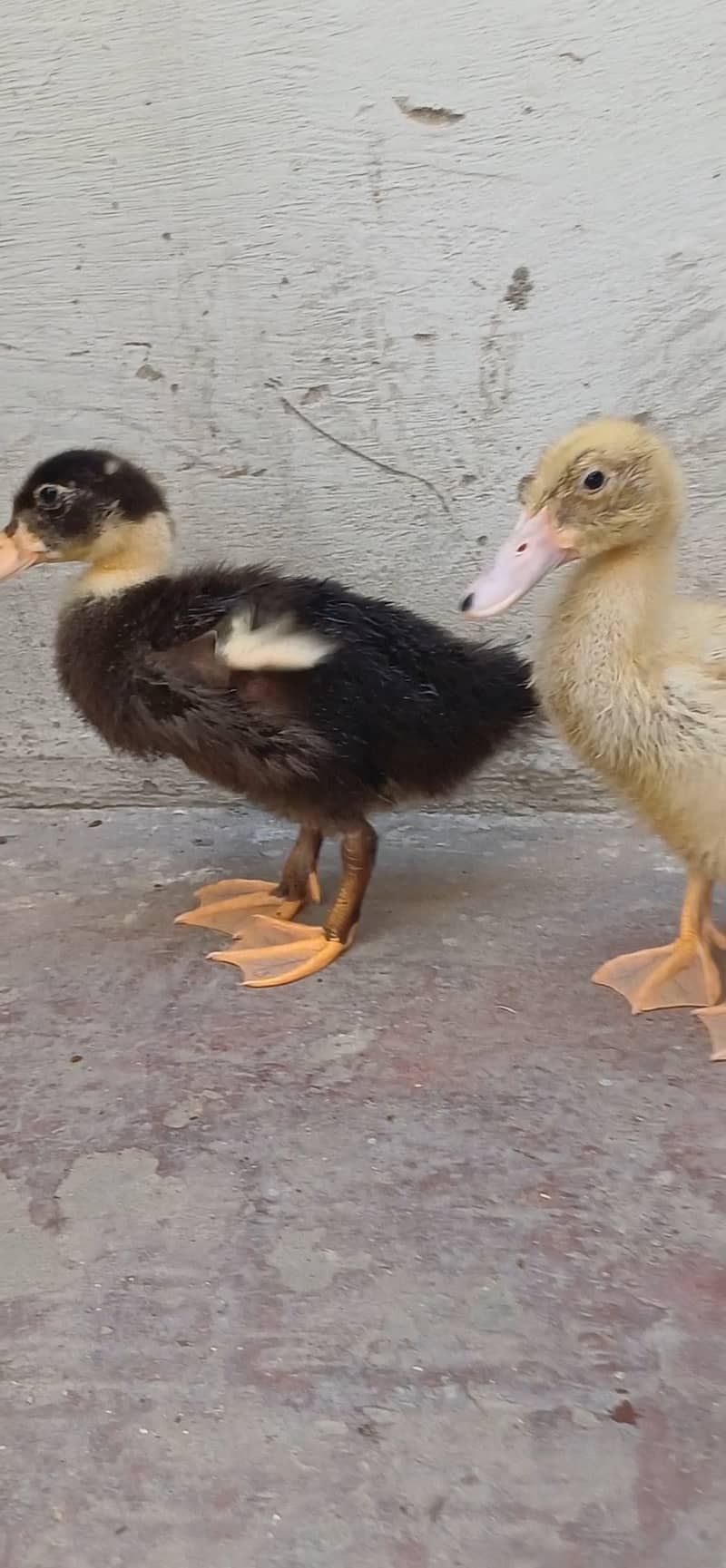 2 month old pair duck 2