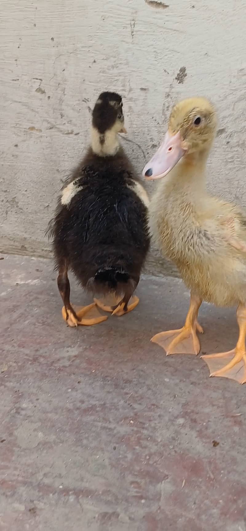 2 month old pair duck 3