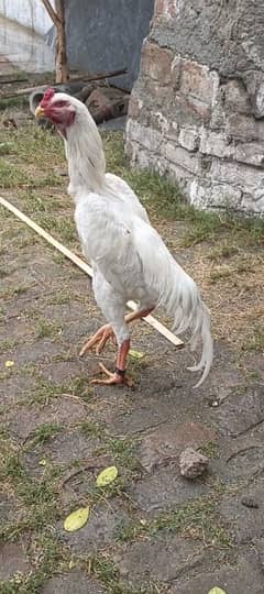 king shamo chicks