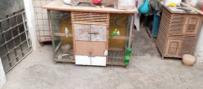 bird