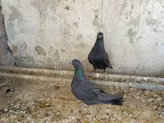Jet Black pair