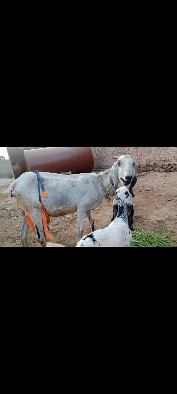 Goat with 2 babies 0