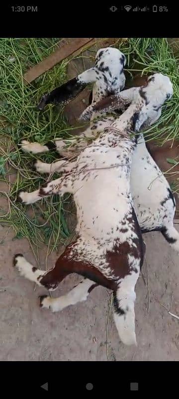Goat with 2 babies 2