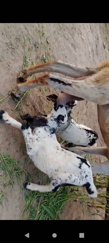 Goat with 2 babies 3