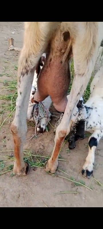 Goat with 2 babies 4