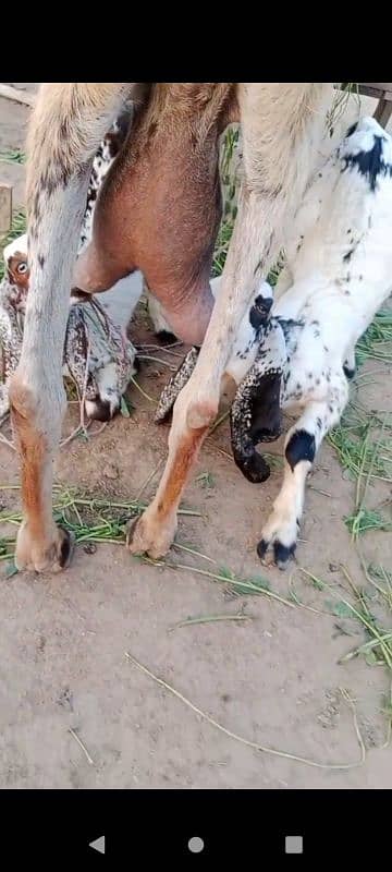 Goat with 2 babies 5