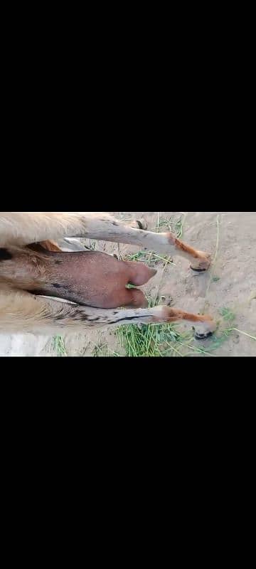 Goat with 2 babies 7