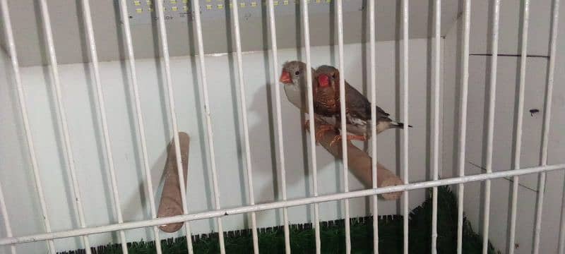 orange chik 100% bradar pair whtsapp 03214932316 2