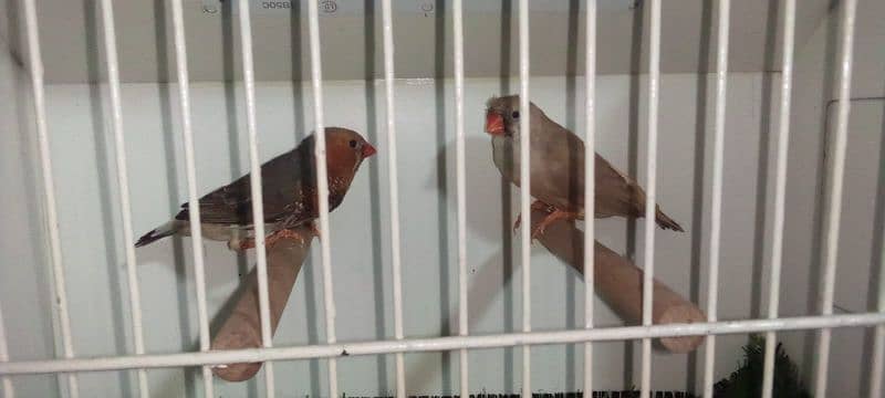 orange chik 100% bradar pair whtsapp 03214932316 4