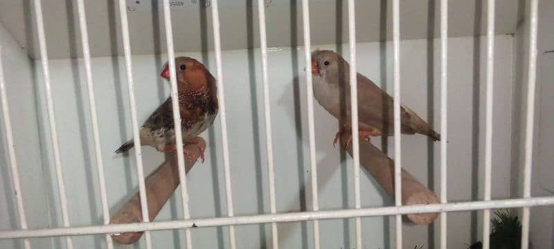 orange chik 100% bradar pair whtsapp 03214932316 5