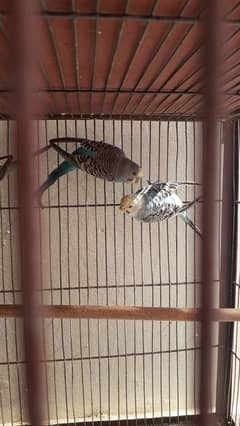 budgies : under size and rainbow pairs