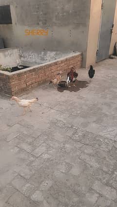 ghar