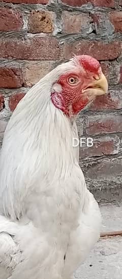 Parrot