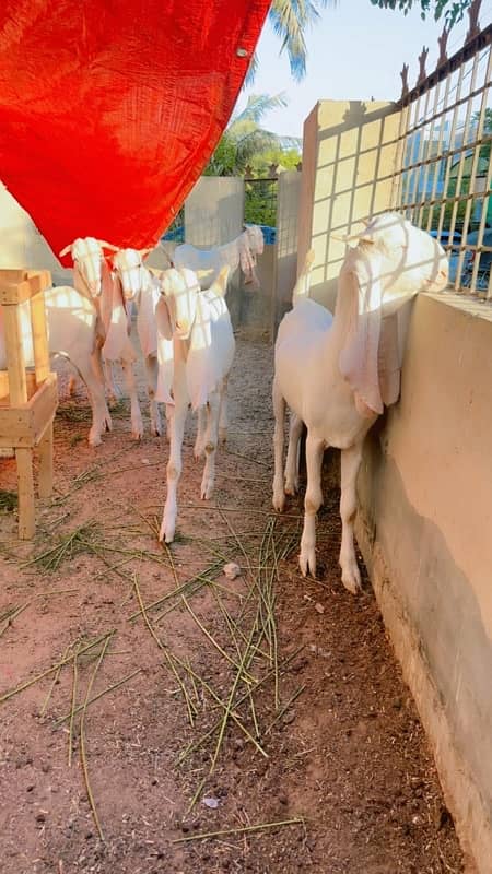 Gulab khassi bakray 2 daant 1