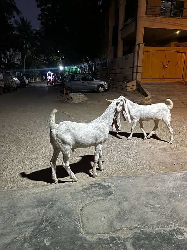 Gulab khassi bakray 2 daant 2