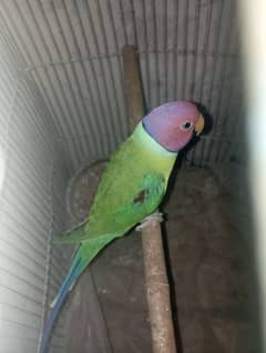 Plum Head Parrot/parakeet Breeder.