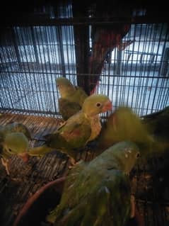 raw perrot