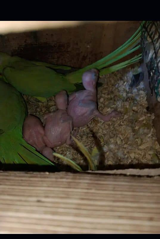 ringneck parrot chicks 1