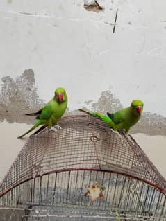 Ringneck