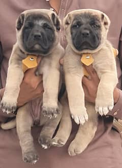 Turkish kangal |Turkish kangal puppy | Turkish kangal dog | Turkish