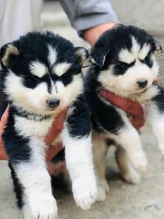 Siberian