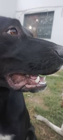 ghar ka kutte dogs