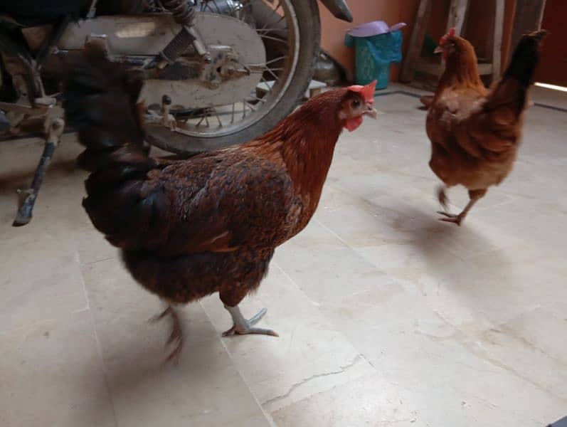 Desi hens (egg laying) 0