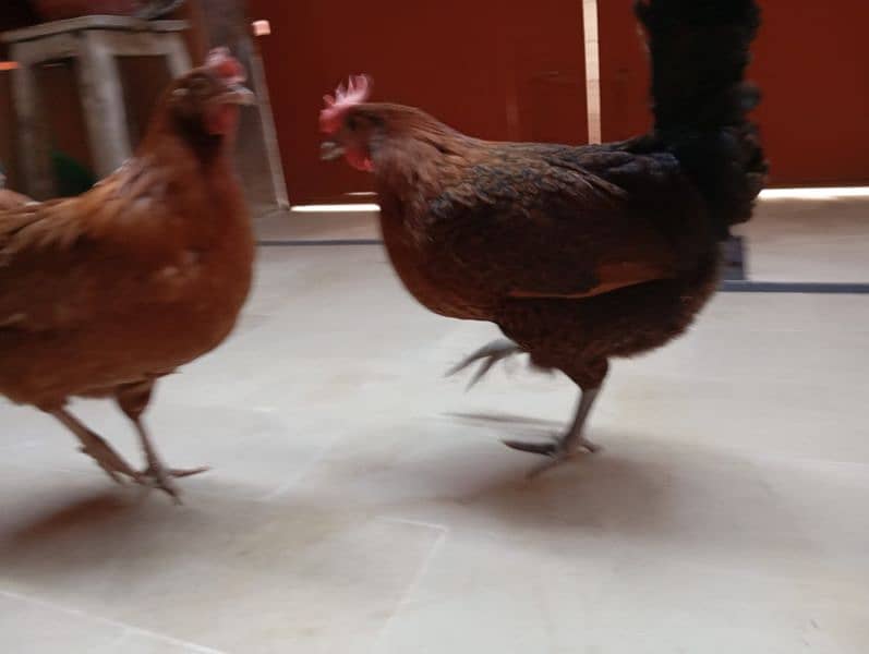 Desi hens (egg laying) 3
