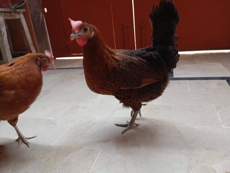 Desi hens (egg laying) 4