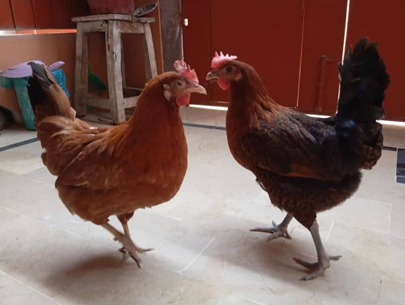 Desi hens (egg laying) 5